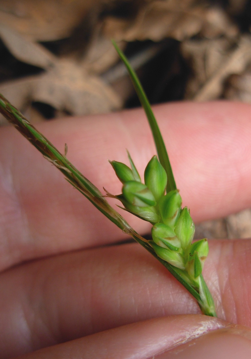 Carex olbiensis Jord. / Carice di Olbia